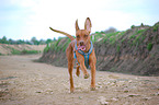 running rhodesian ridgeback