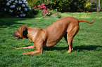 playing rhodesian ridgeback