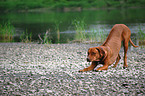 playing rhodesian ridgeback