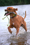 playing Rhodesian Ridgeback