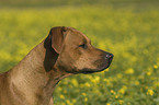 Rhodesian Ridgeback Portrait