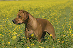 Rhodesian Ridgeback