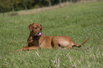 Rhodesian Ridgeback on meadow