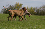 Rhodesian Ridgeback and Weimaraner