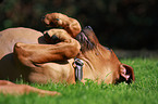 wallowing Rhodesian Ridgeback