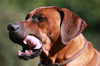 Rhodesian Ridgeback