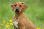 Rhodesian Ridgeback puppy