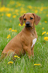 Rhodesian Ridgeback puppy