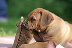 Rhodesian Ridgeback Puppy