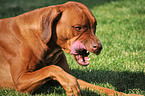 Rhodesian Ridgeback