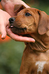 Rhodesian Ridgeback Puppy