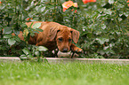 Rhodesian Ridgeback Puppy