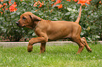 Rhodesian Ridgeback Puppy