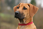 Rhodesian Ridgeback Puppy