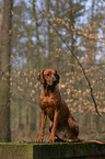 female rhodesian ridgeback