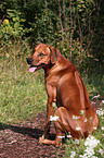 Rhodesian Ridgeback