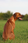 Rhodesian Ridgeback