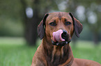 Rhodesian Ridgeback Portrait