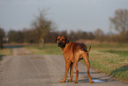 Rhodesian Ridgeback