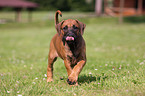 Rhodesian Ridgeback Puppy