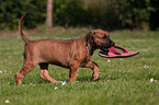 Rhodesian Ridgeback Puppy