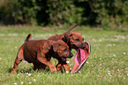 Rhodesian Ridgeback Puppies