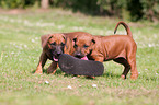 Rhodesian Ridgeback Puppies