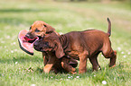 Rhodesian Ridgeback Puppy