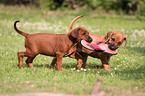 Rhodesian Ridgeback Puppies