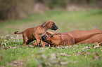 Rhodesian Ridgebacks