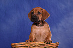 Rhodesian Ridgeback Puppy