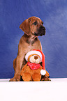 Rhodesian Ridgeback Puppy