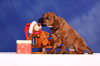 Rhodesian Ridgeback Puppy