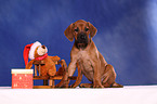 Rhodesian Ridgeback Puppy