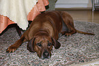 Rhodesian Ridgeback