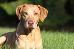 Rhodesian Ridgeback