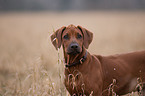 Rhodesian Ridgeback Portrait