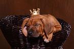 Rhodesian Ridgeback Puppy