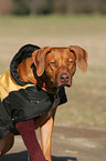 Rhodesian Ridgeback Portrait