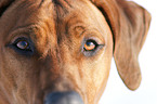 Rhodesian Ridgeback eyes