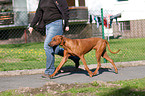 Rhodesian Ridgeback