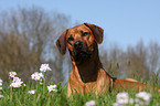 Rhodesian Ridgeback