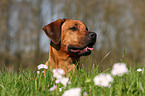 Rhodesian Ridgeback Portrait