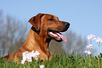 Rhodesian Ridgeback