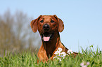 Rhodesian Ridgeback