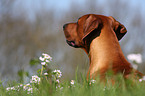 Rhodesian Ridgeback Portrait