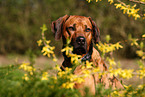 Rhodesian Ridgeback Portrait