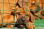 Rhodesian Ridgeback Puppies