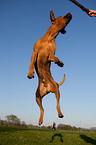 jumping Rhodesian Ridgeback