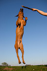 jumping Rhodesian Ridgeback